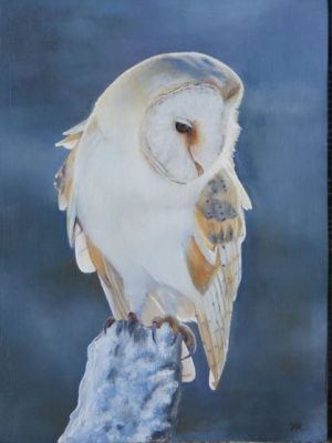 Barn Owl by Kellie Bremner