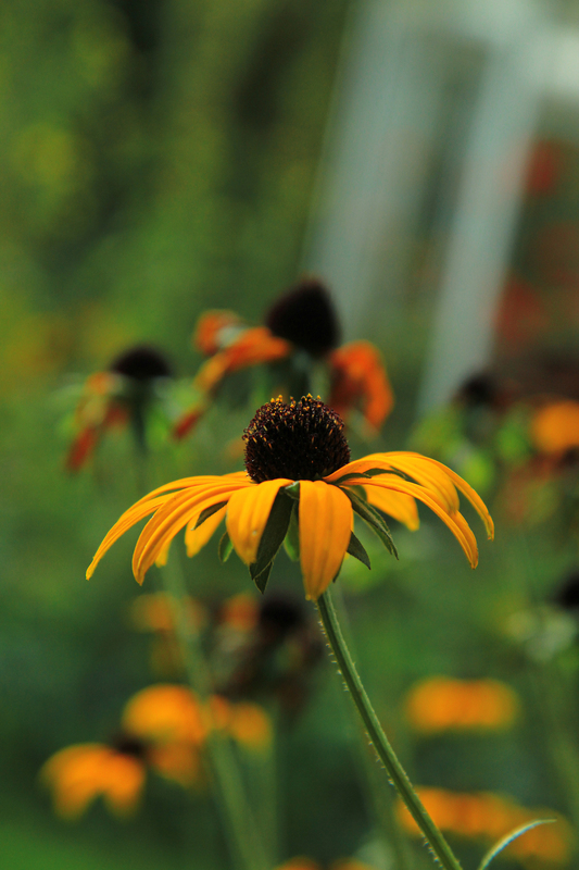 Rudbeckia by Adrian Holloway