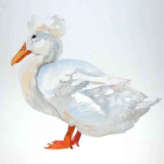 Crested Duck by Celia Lewis