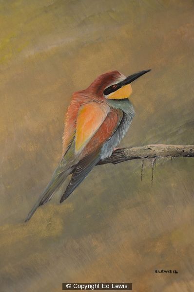 European Bee-eater by Ed Lewis