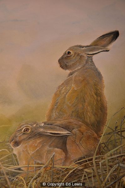European Hare by Ed Lewis 