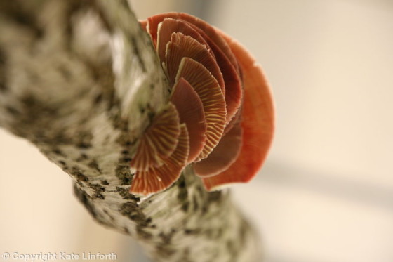 Delicate Fungi by Kate Linforth