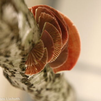 delicate-fungi-by-kate-linforth