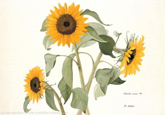 m_4776_sunflower