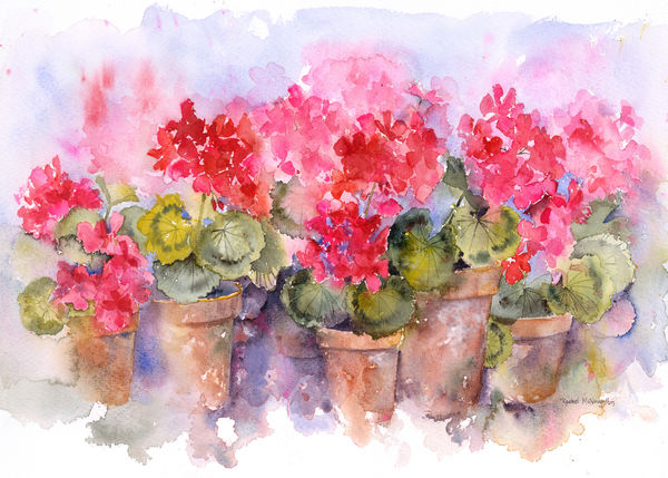 geranium-pots-by-rachel-mcnaughton