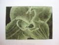 compostella-tulip-aquatint-etching-lt-green-by-angela-stanbridge-limited-edition-a5-black-etching-on-sommerset-paper-with-lt-green-chine-collé