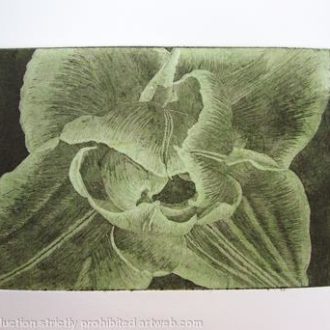 compostella-tulip-aquatint-etching-lt-green-by-angela-stanbridge-limited-edition-a5-black-etching-on-sommerset-paper-with-lt-green-chine-collé