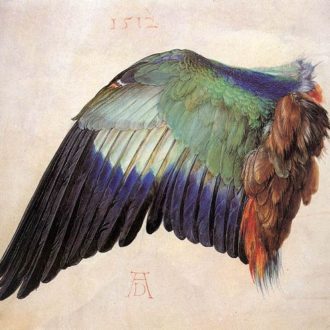 wing-of-a-bird-albrecht-dürer-(1471-1528)-renaissance-vellum
