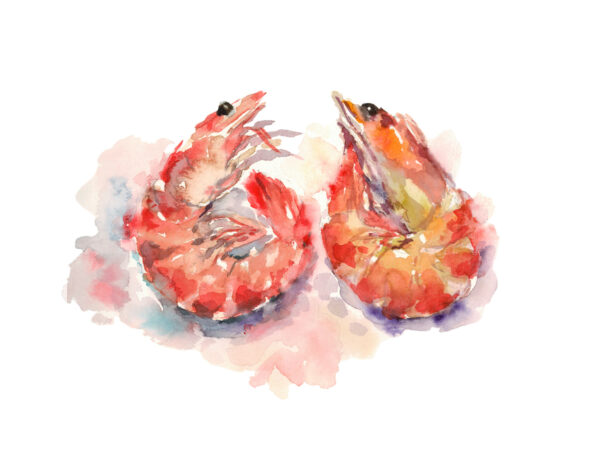 two bright watercolor shrimp heart shaped, illustration